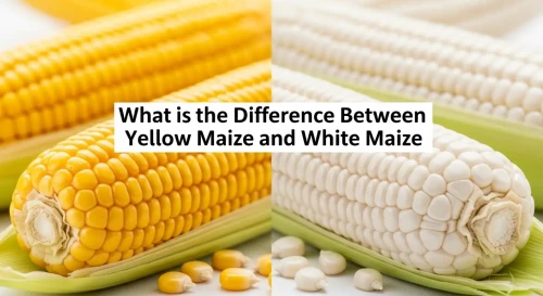 yellow maize vs white maize
