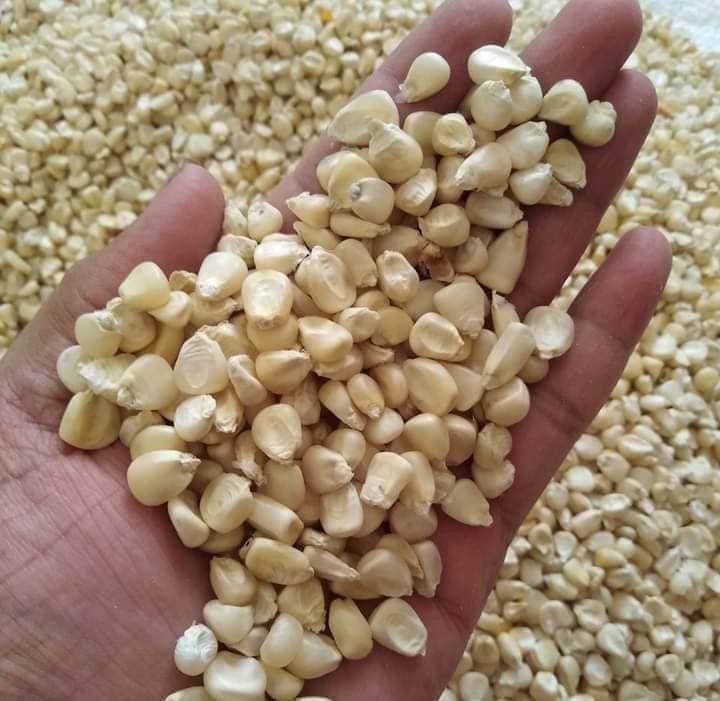 White Maize