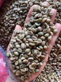 High Quality Robusta Green Coffee Beans