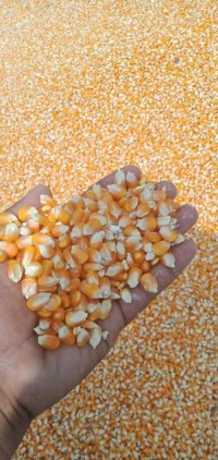 Best White Maize (Corn) available