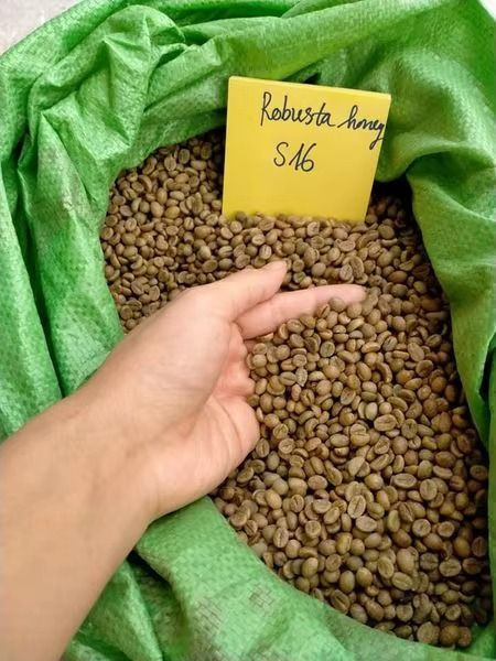 High Quality Robusta Green Coffee Beans